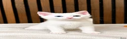 Domestic Shorthair cats for sale: Stunning Kittens | Bella's Litter | Ready Now - Advert 1