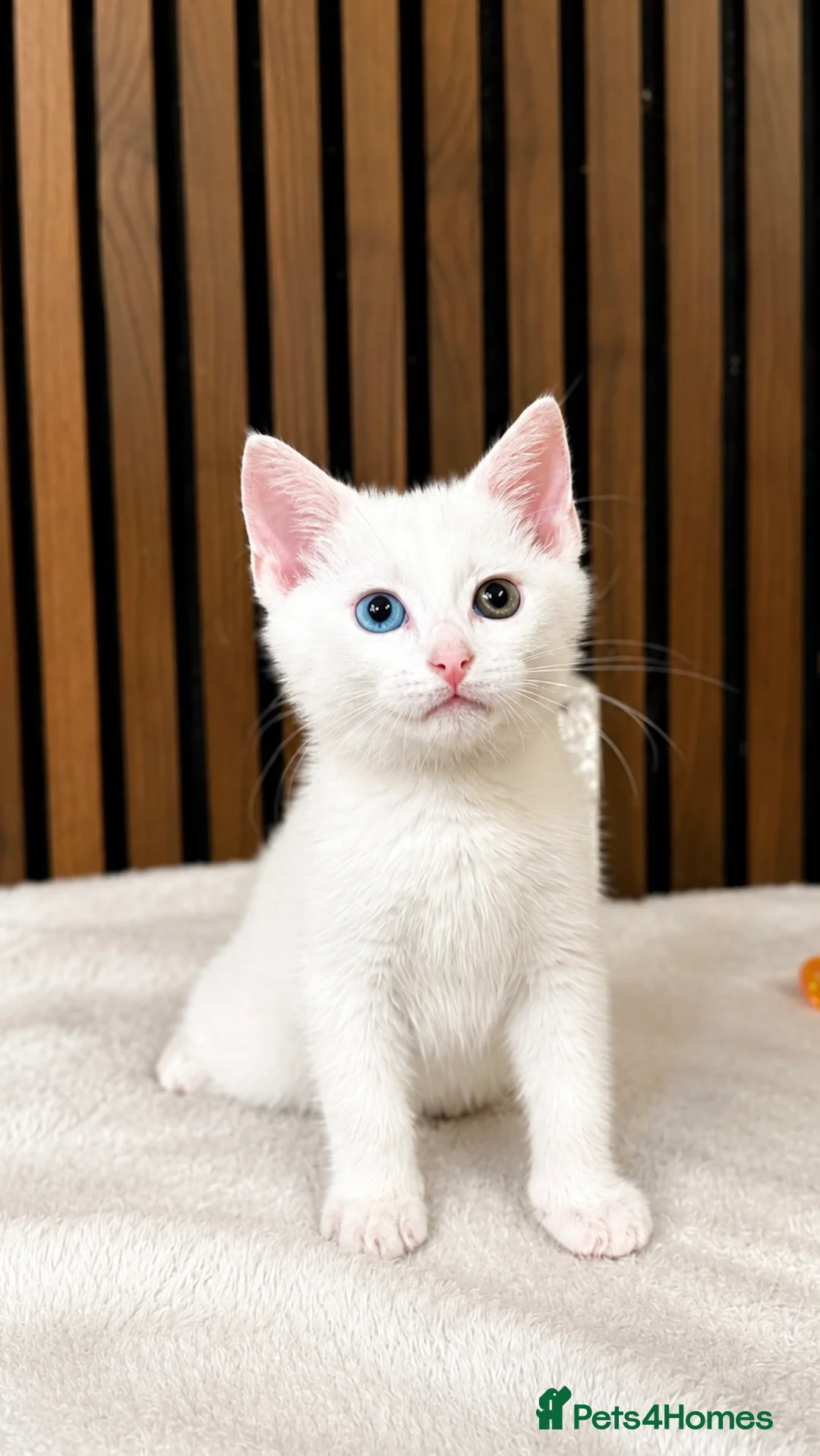 Domestic Shorthair cats for sale: Stunning Kittens | Bella's Litter | Ready Now - Advert 1