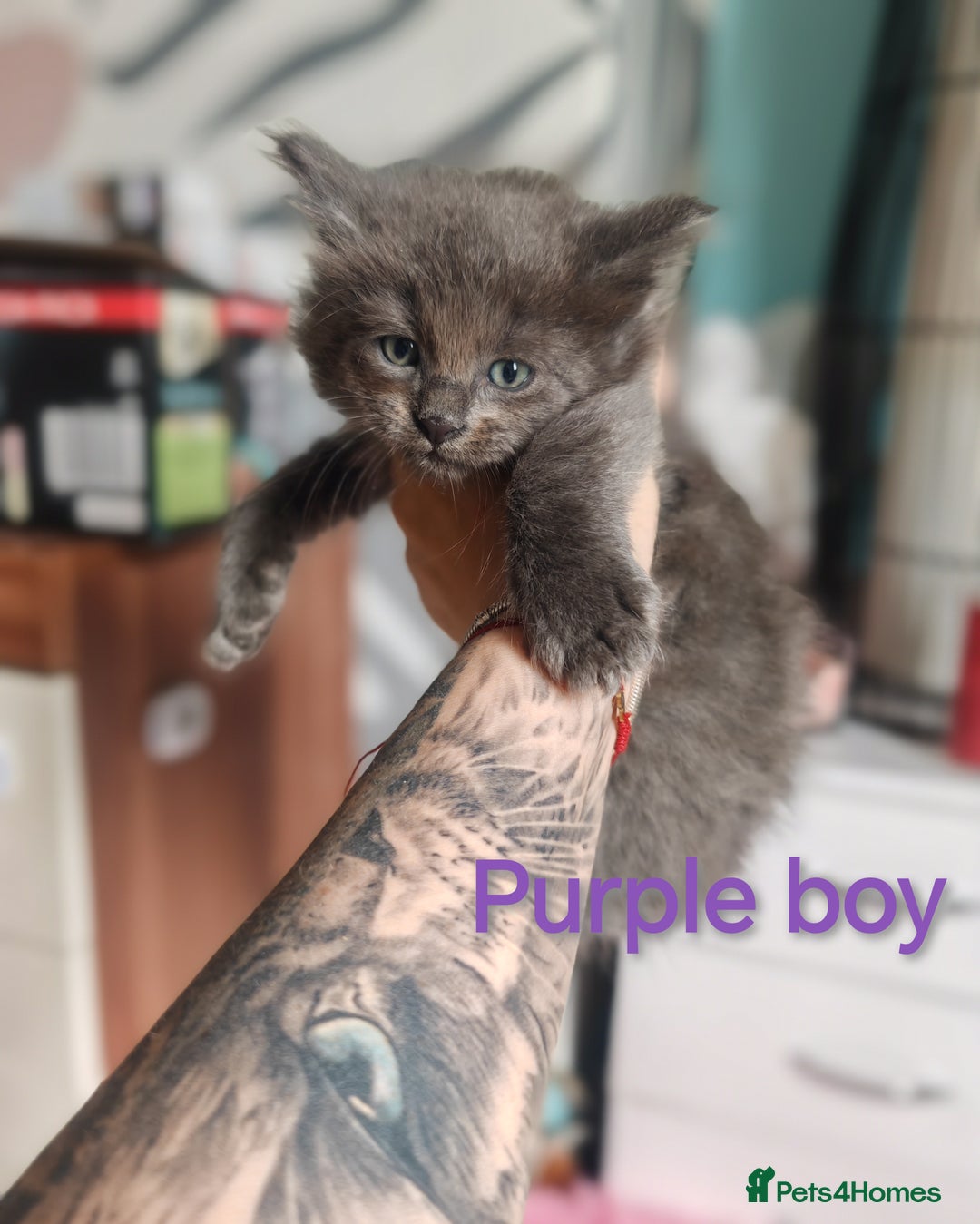 Ragcoon cats for sale: Amazing ragcoon kittens looking for lovely home  - Image 10