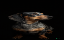 Miniature Dachshund dogs for sale: Pra clear mini smooth dachshund pups - Image 2