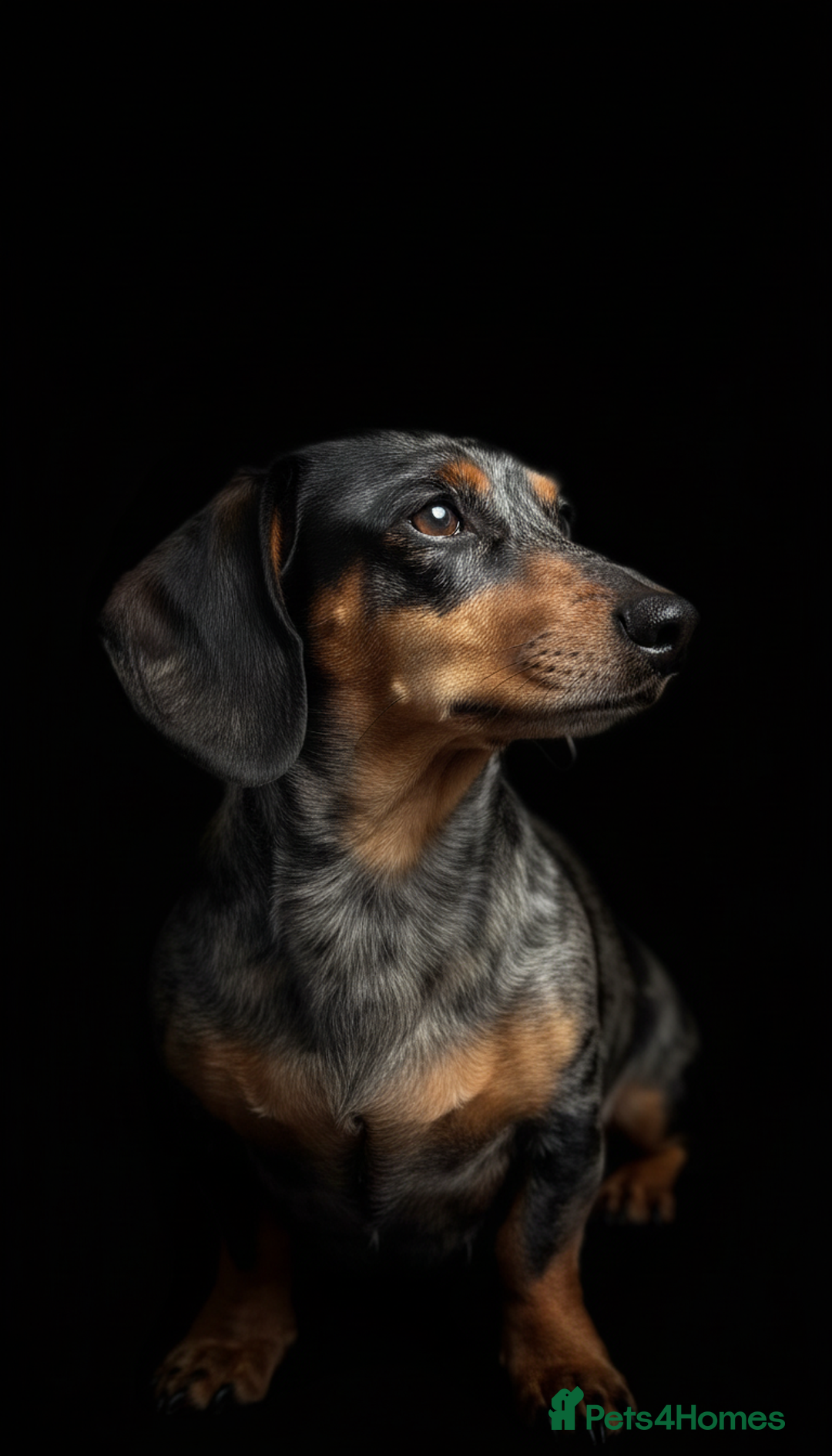 Miniature Dachshund dogs for sale: Pra clear mini smooth dachshund pups - Image 2