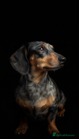 Miniature Dachshund dogs - Advert 3