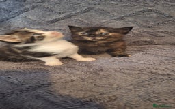 Maine Coon cats for sale: Maincoon cross playful kitten's  - Image 9