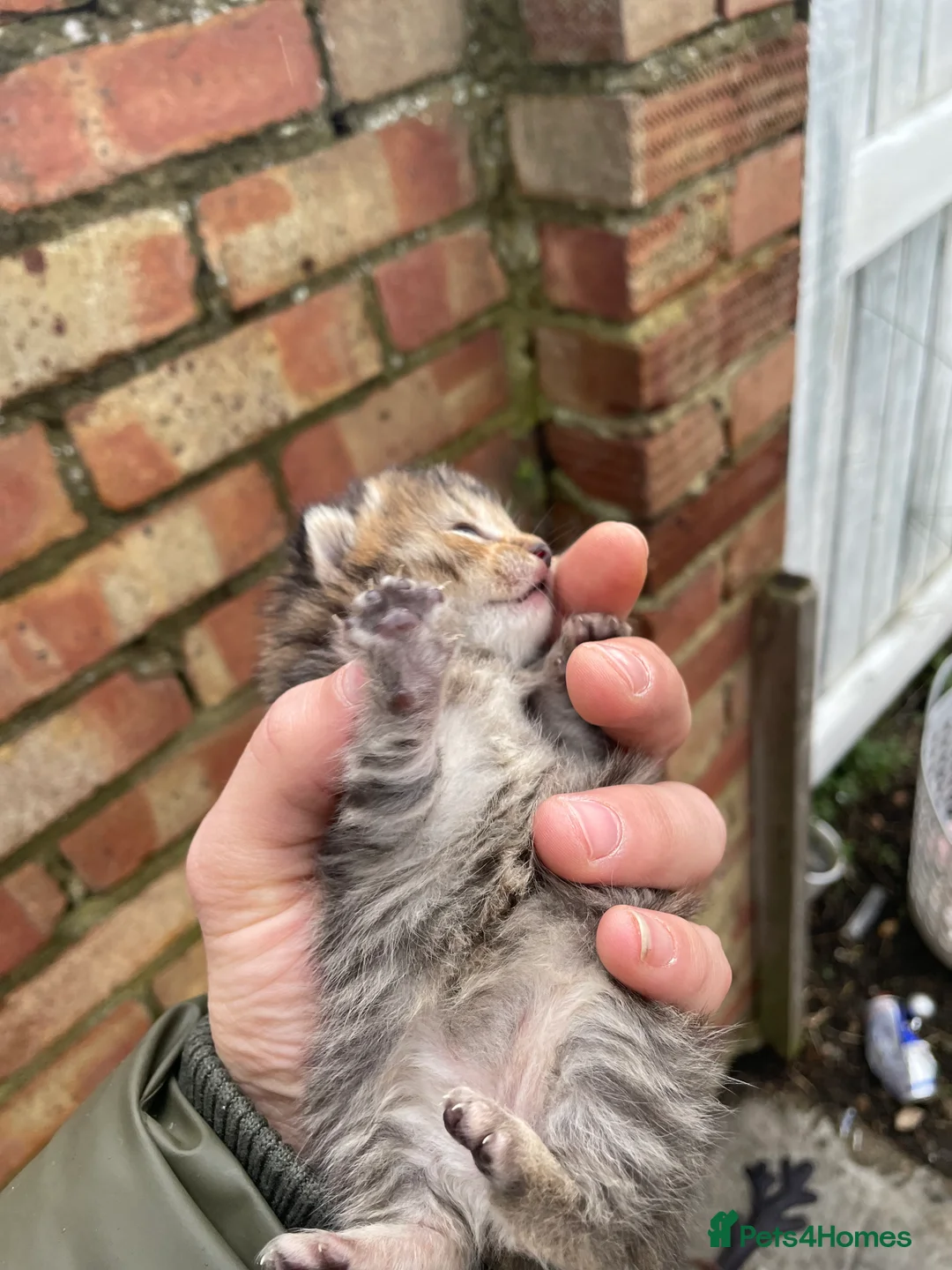 British Shorthair cats for sale: British Shorthair - Advert 6