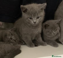 British Shorthair cats - Advert 16