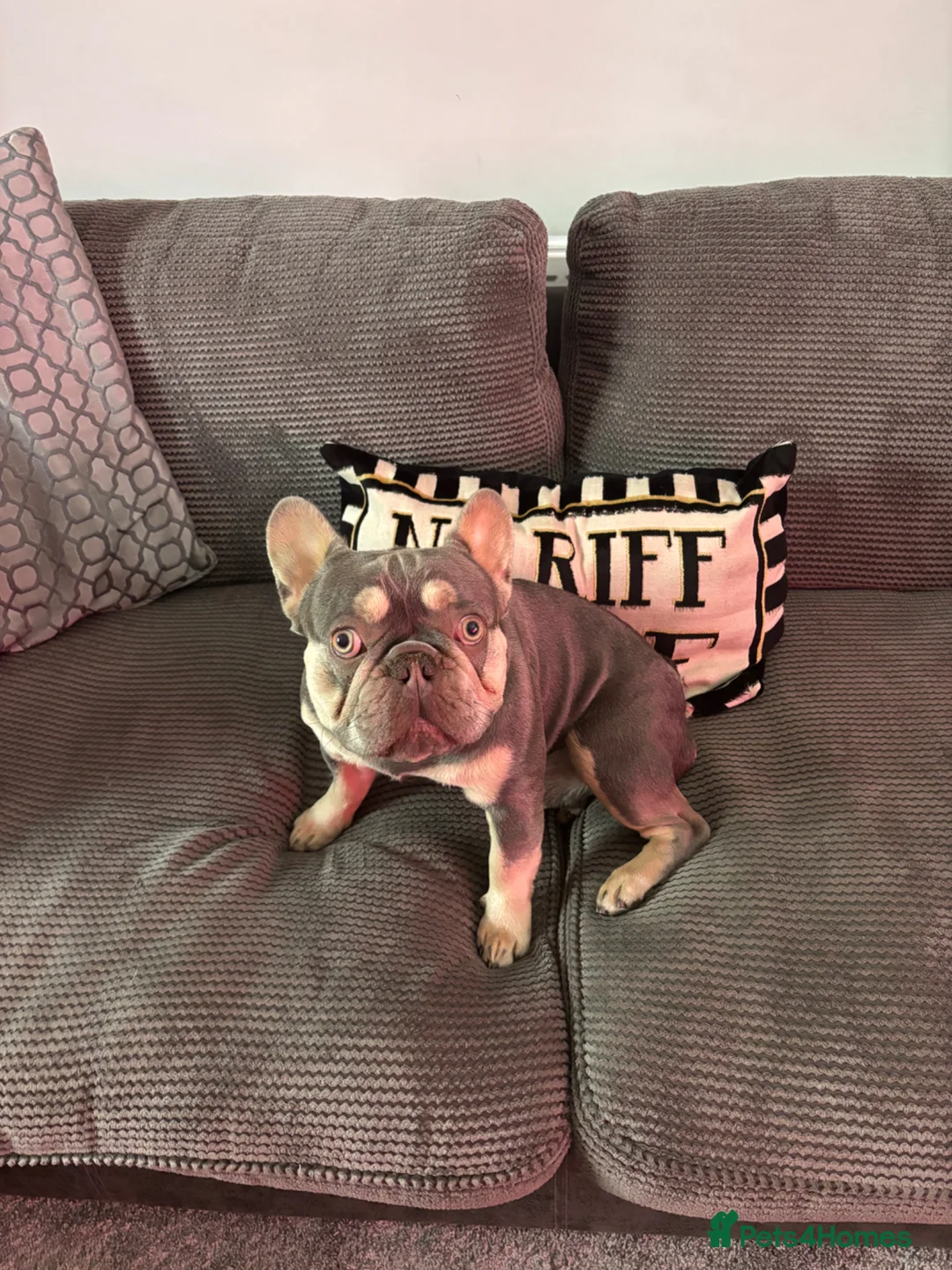 French Bulldog dogs for sale: Blue and tan frenchie  - Advert 2
