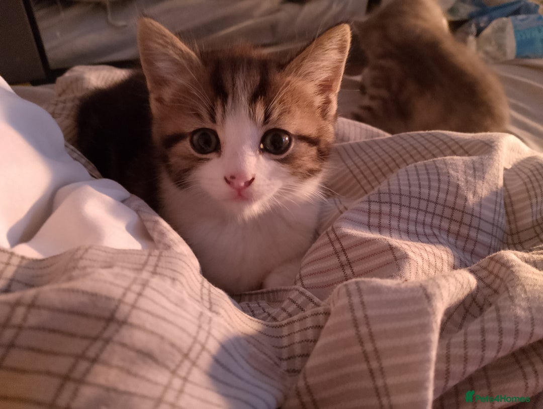 British Longhair cats for sale: Fluffy BLH Kittens Looking for Loving Homes - Advert 9