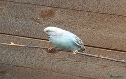 Budgerigars birds for sale: Young budgies for sale £20 sandbach cheshire - Image 7