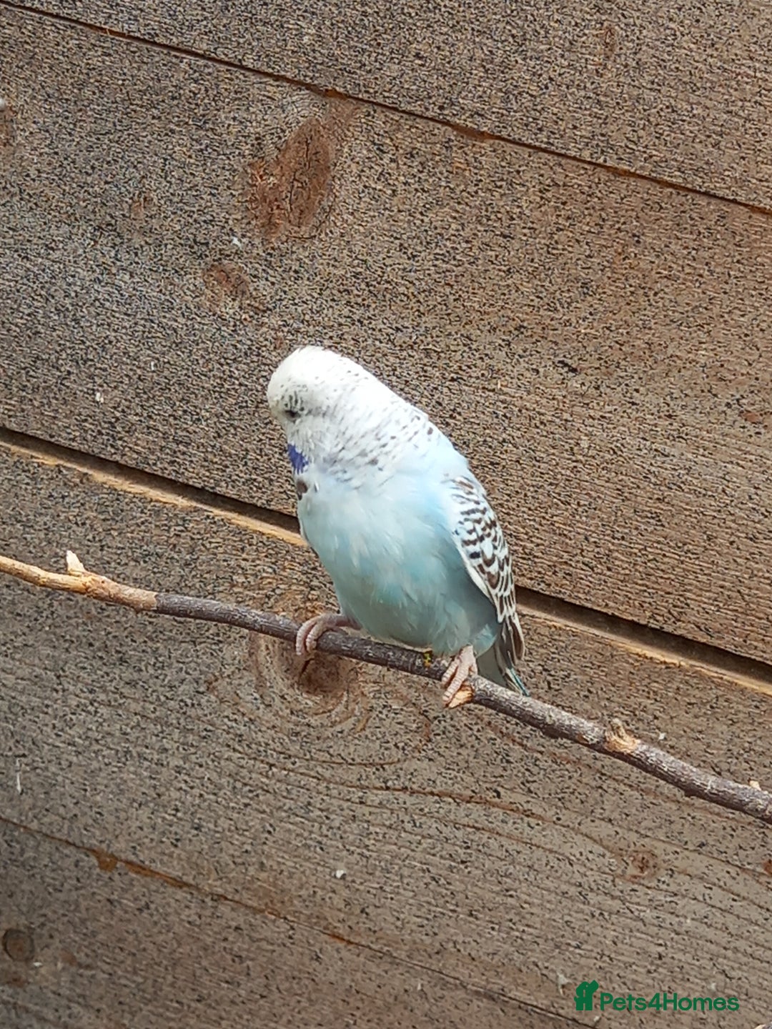 Budgerigars birds for sale: Young budgies for sale £20 sandbach cheshire - Image 7