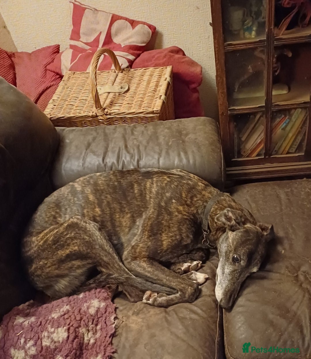 Greyhound dogs for sale: Ex racer looking for a new sofa - Advert 5