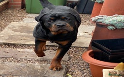 Rottweiler dogs for sale: Male Rottweiler- 10 months old - Image 3