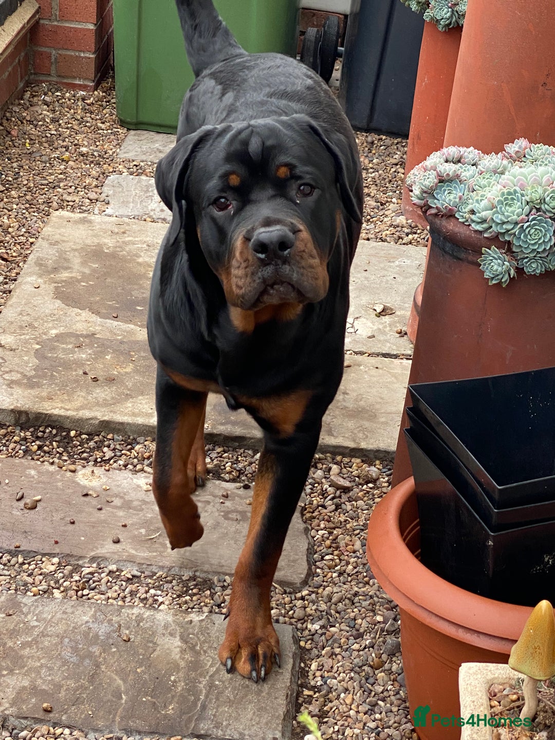 Rottweiler dogs for sale: Male Rottweiler- 10 months old - Image 3