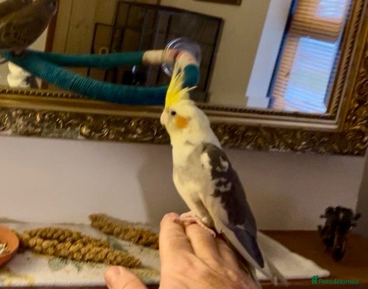 Cockatiels birds Male Cockatiel 10 weeks old  - Advert 2