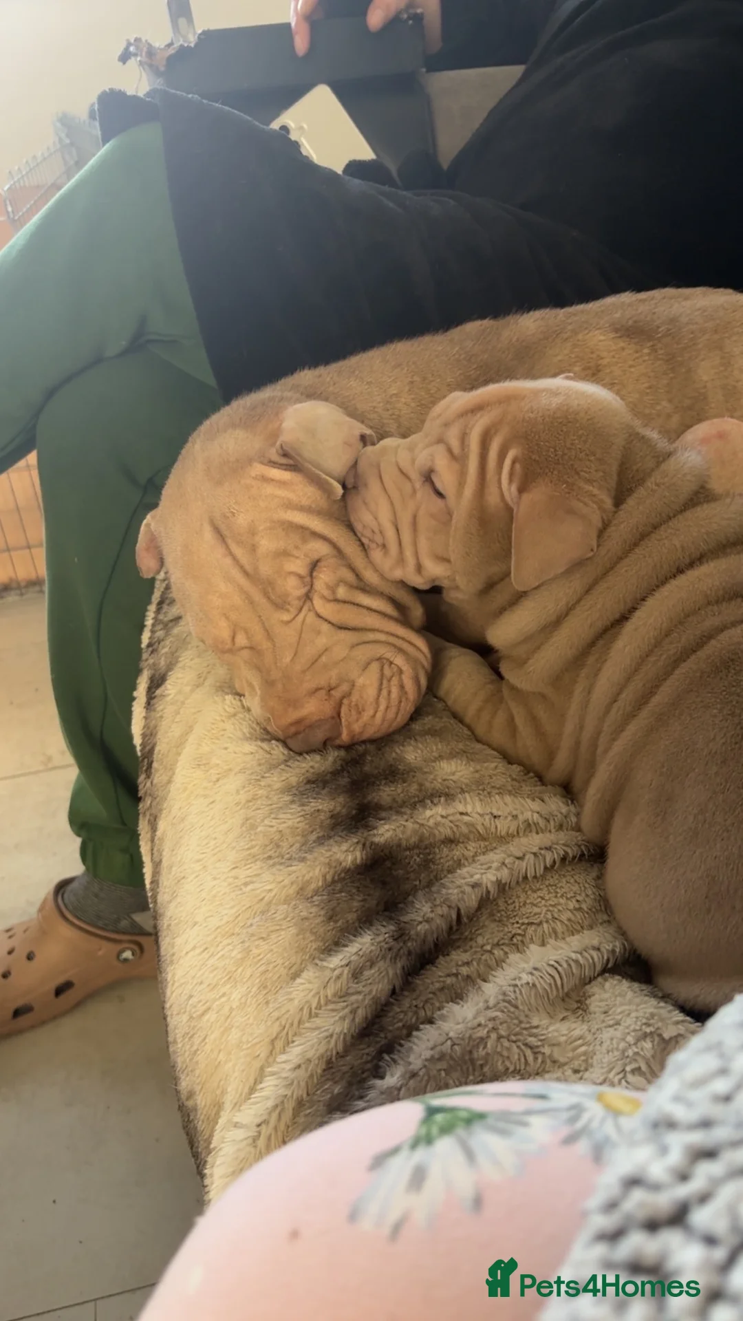 Shar Pei dogs for sale: Shar Pei Puppies looking for forever homes - Advert 5