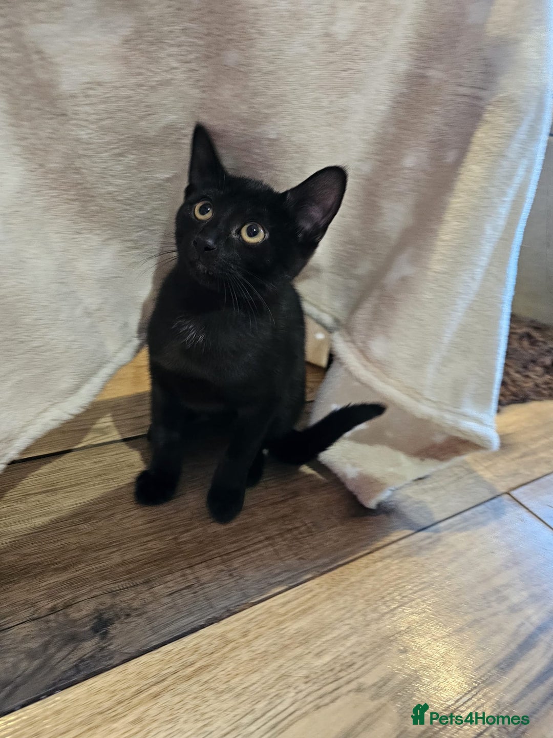 Domestic Shorthair cats for sale: Male-black boy - Advert 2
