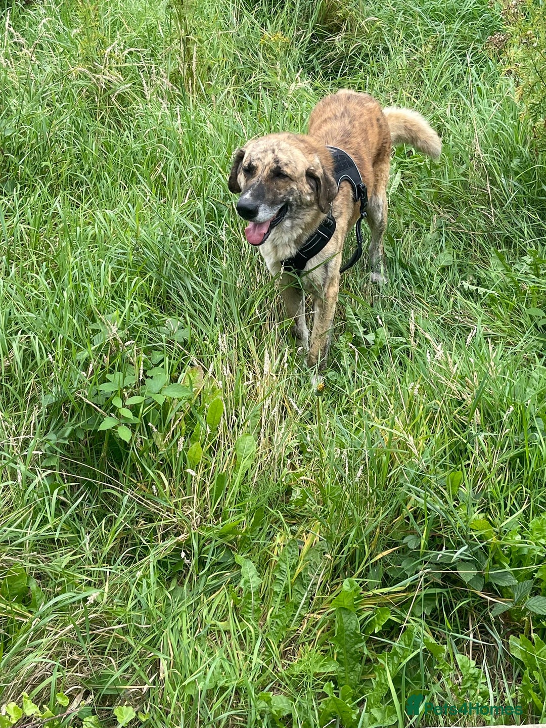 Mixed Breed dogs for adoption: 🚨 URGENT HOME NEEDED - Image 6