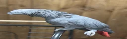 Parakeets birds for sale: African grey tamed and talk - Advert 10