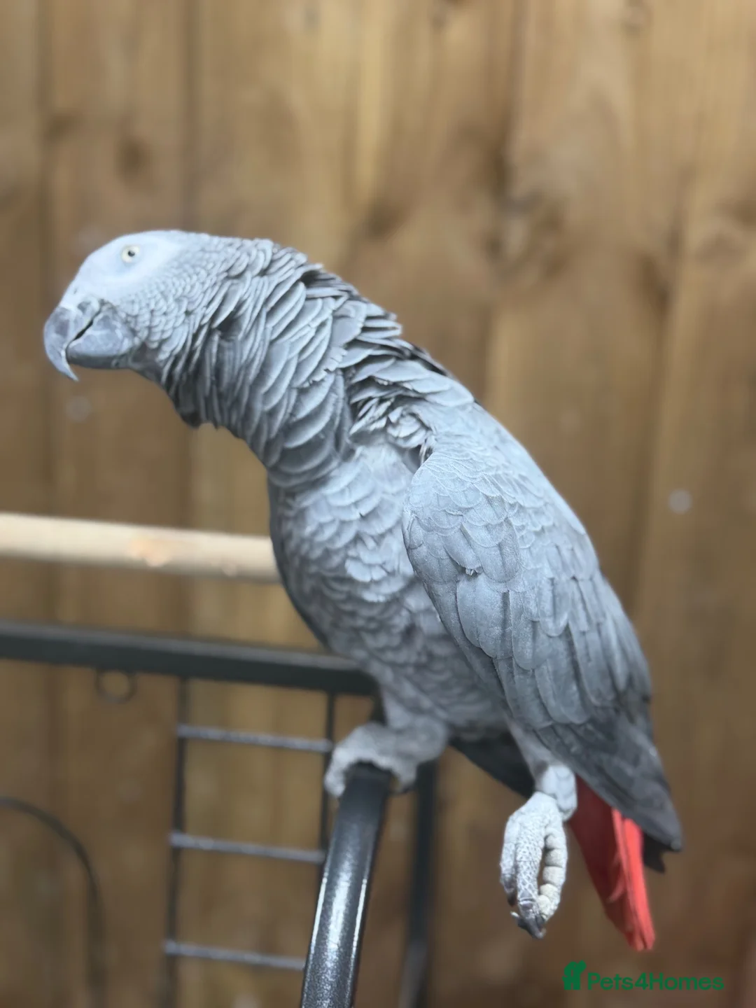 Parakeets birds for sale: African grey tamed and talk - Advert 10