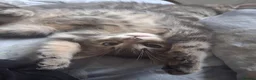 Mixed Breed cats for sale: For Sale Seven Georgeous Kittens - Advert 24