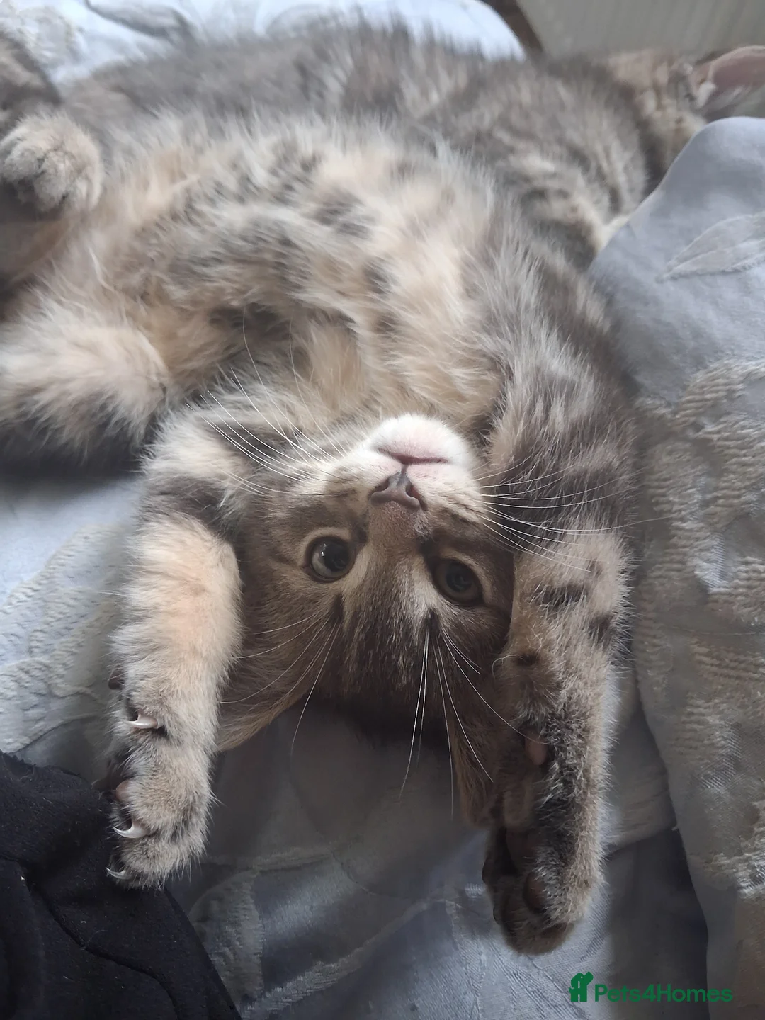 Mixed Breed cats for sale: For Sale Seven Georgeous Kittens - Advert 24