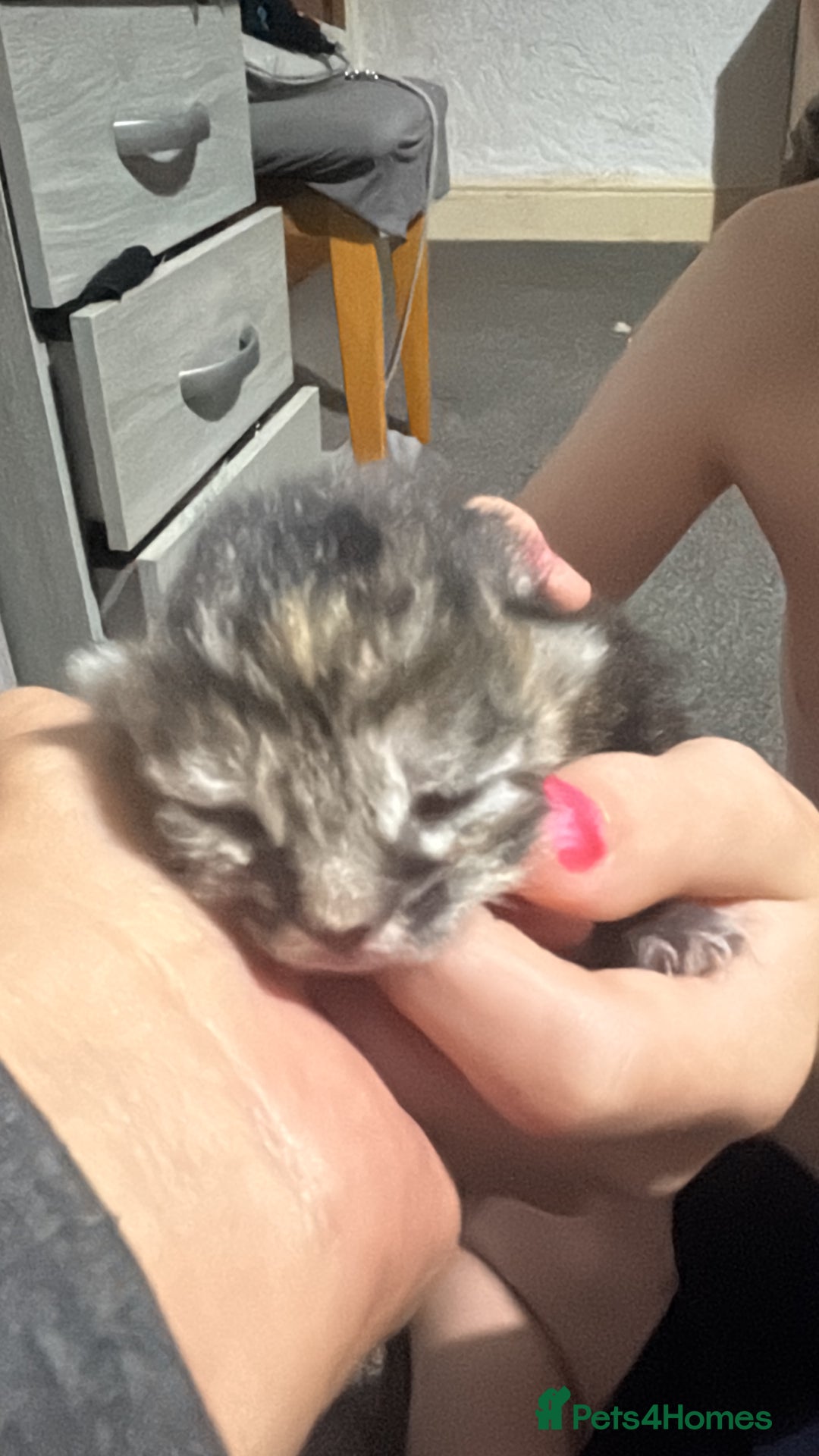 Mixed Breed cats for sale: Kittens - Advert 3