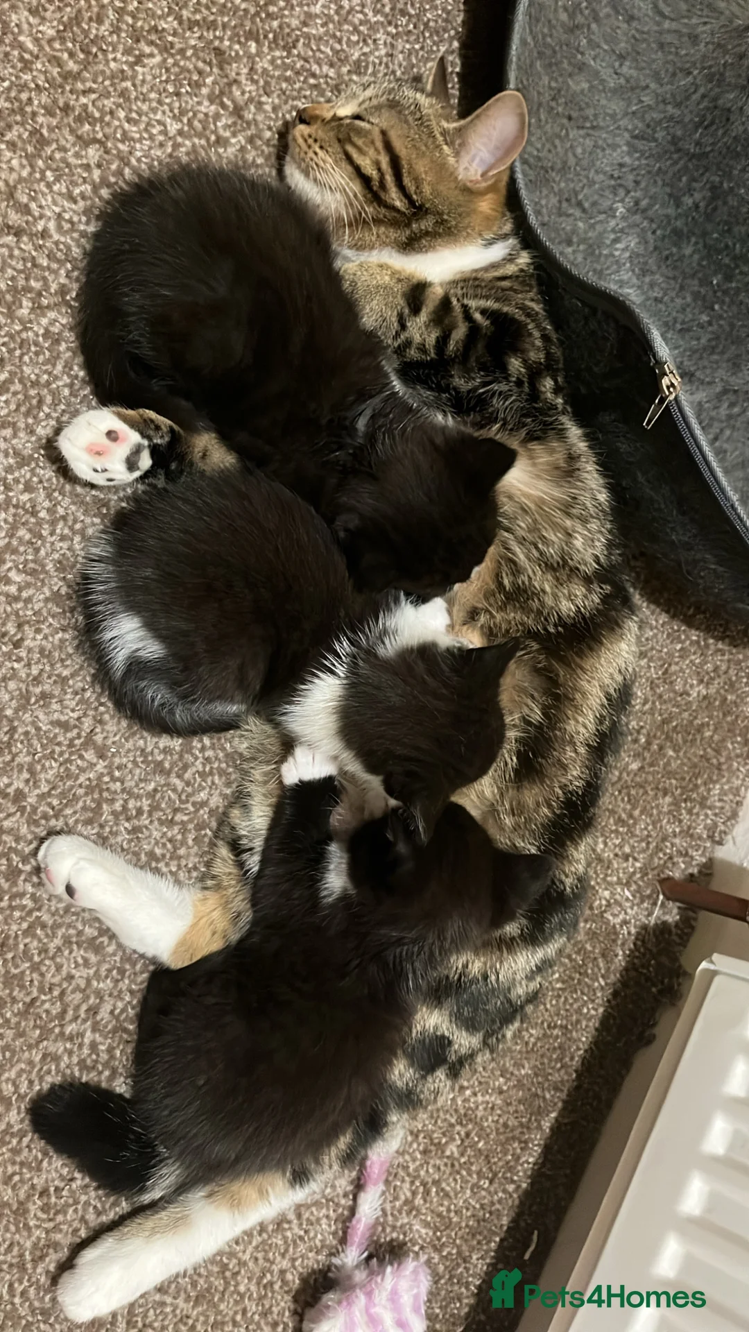Mixed Breed cats for sale: 3 black and white female kittens  - Advert 2