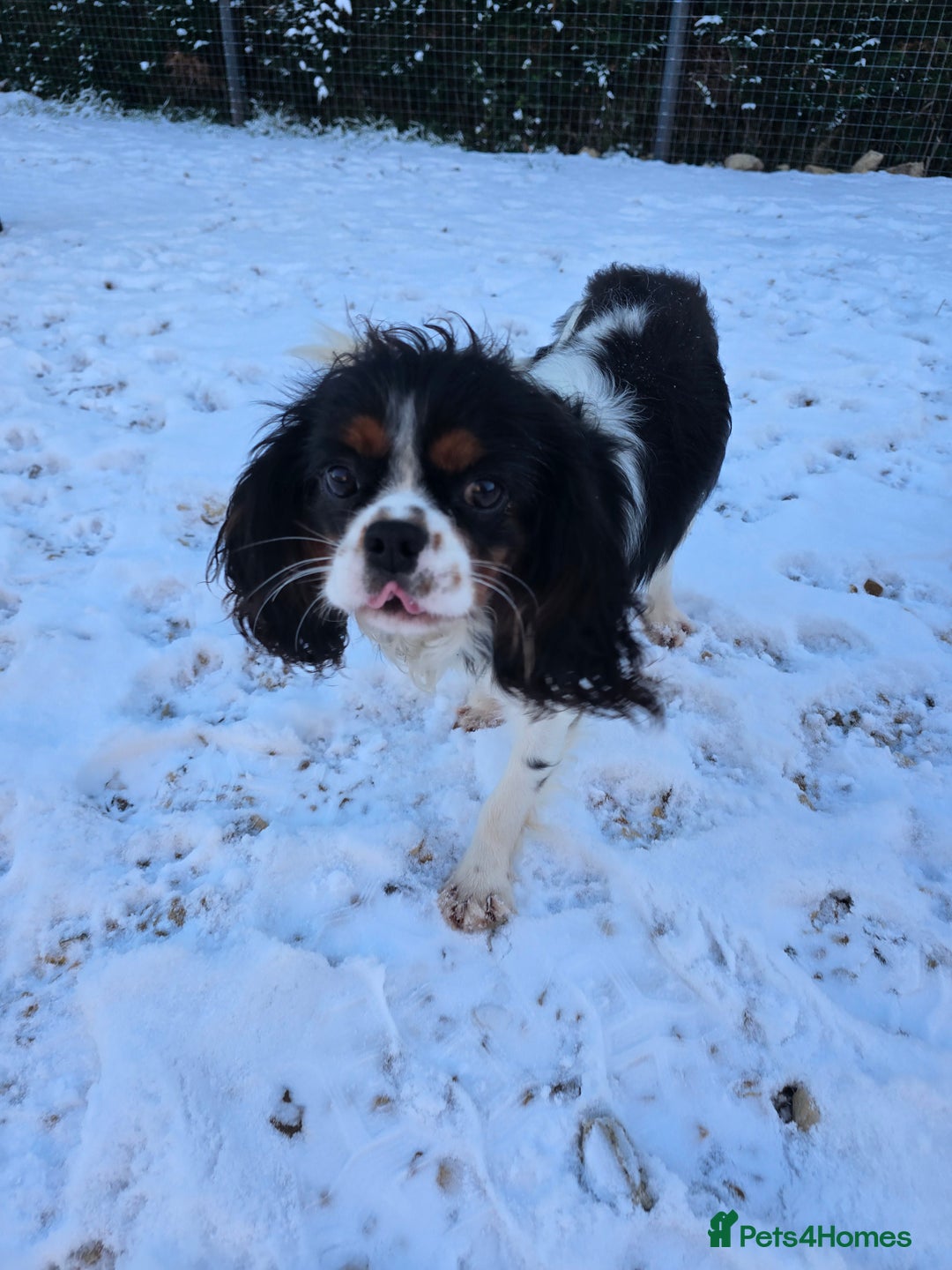 Cavalier King Charles Spaniel dogs for sale: KC registered from Health Tested parents  - Advert 13