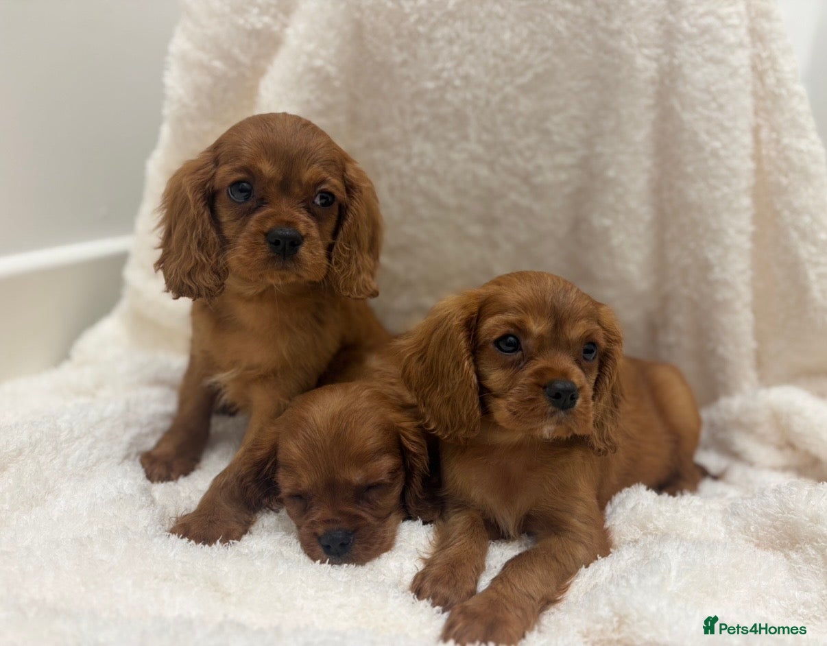 Cavalier King Charles Spaniel dogs KC reg King Charles cavaliers puppy’s health test - Advert 7