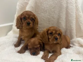 Cavalier King Charles Spaniel dogs KC reg King Charles cavaliers puppy’s health test - Advert 7