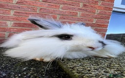 Angora rabbits for sale: Urgent 3 male rabbits for adoption  - Image 5