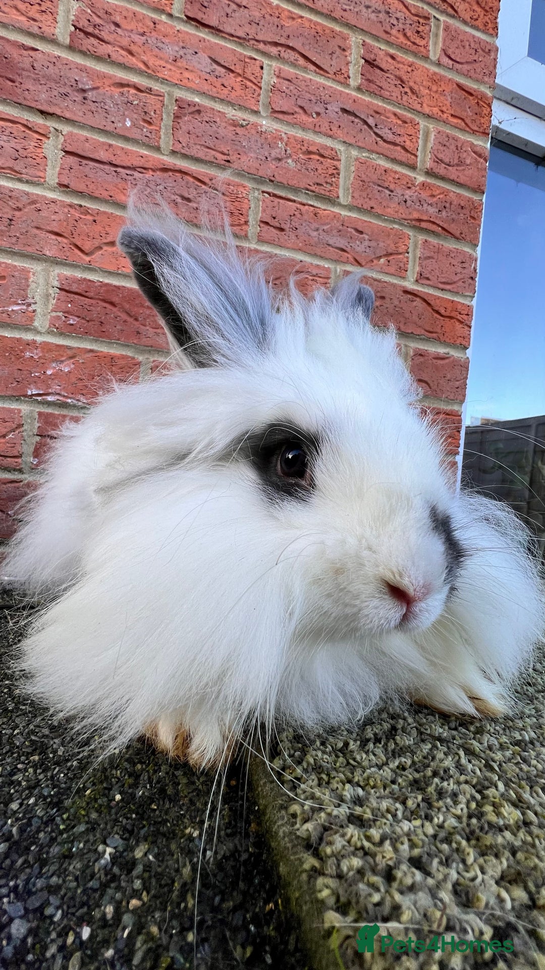 Angora rabbits for sale: Urgent 3 male rabbits for adoption  - Image 5