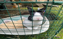 Mixed Breed rabbits for sale: 2 x bonded female rabbits  - Advert 4