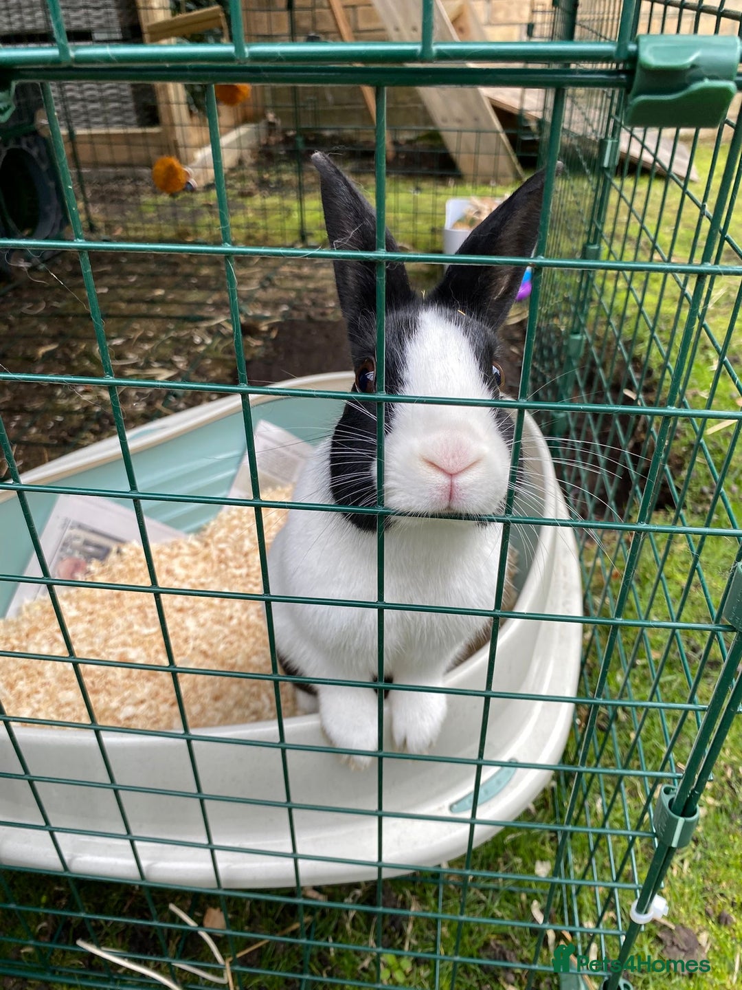 Mixed Breed rabbits for sale: 2 x bonded female rabbits  - Advert 4