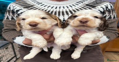 Cocker Spaniel dogs - Advert 4