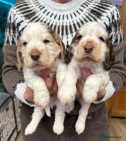 Cocker Spaniel dogs - Advert 1