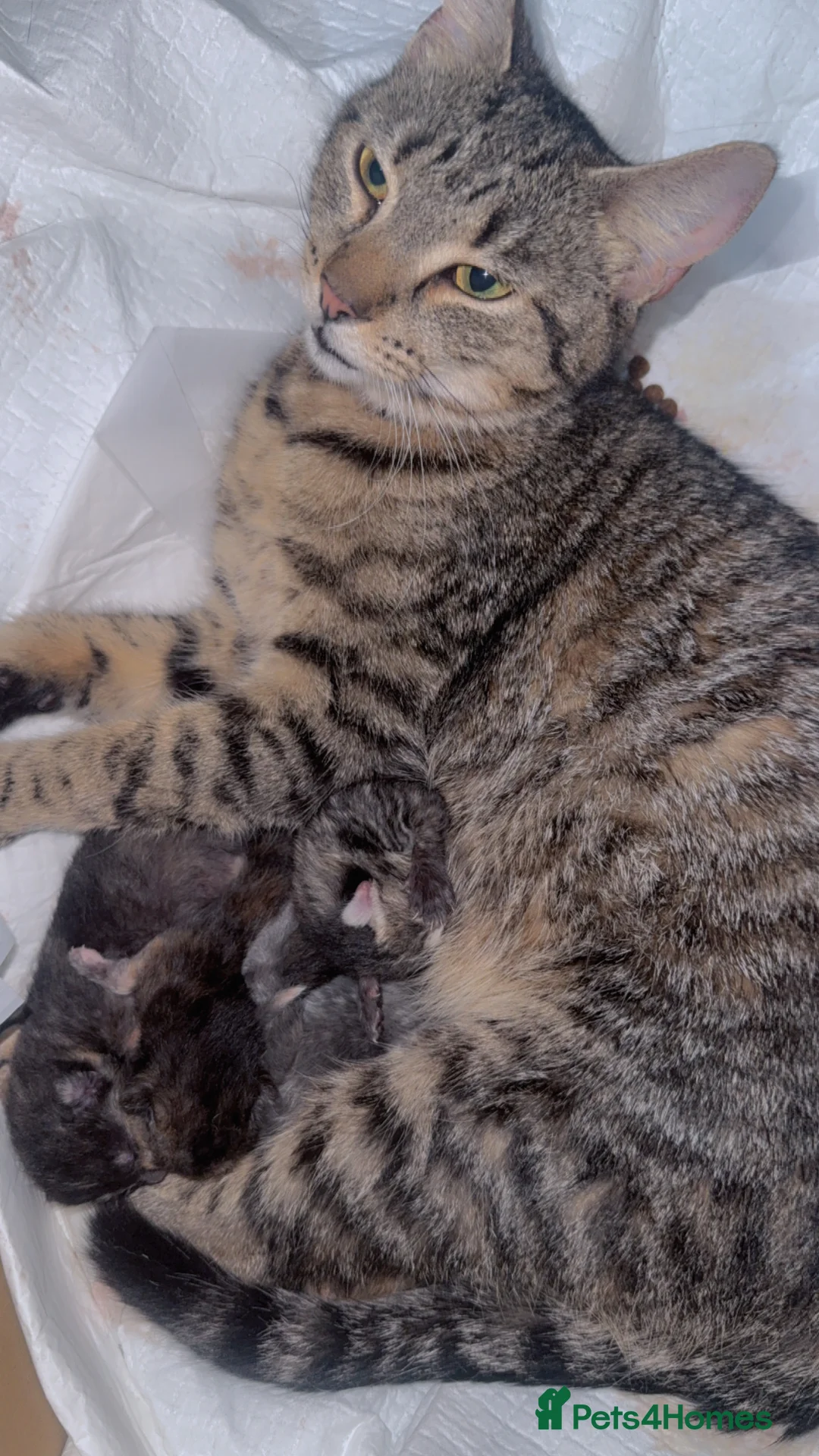 Mixed Breed cats for sale: Kitten  - Advert 2