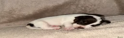 Jack Russell dogs for sale: Jack Russel pups - Advert 5
