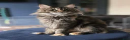 Maine Coon cats for sale: Five Beautiful Maine Coon Kittens - Advert 2