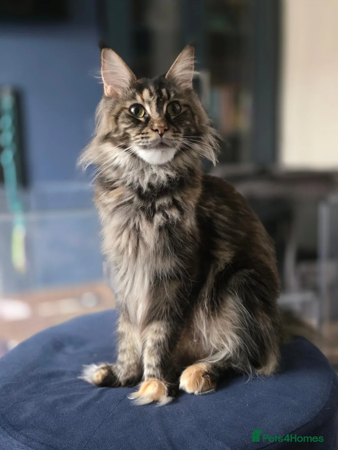 Maine Coon cats for sale: Five Beautiful Maine Coon Kittens - Advert 2