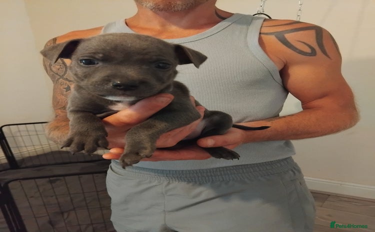 Staffordshire Bull Terrier dogs - Advert 2