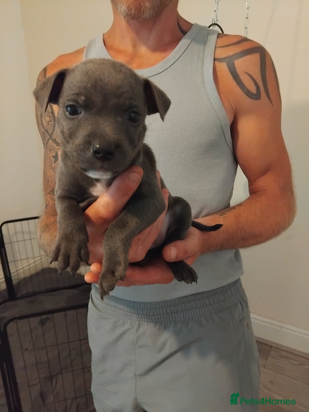 Staffordshire Bull Terrier dogs for sale: Blue male staff puppies  - Image 1