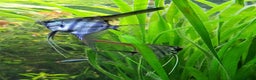 Angelfish fish for sale: Old school standard stripes Angel Fish - Advert 9