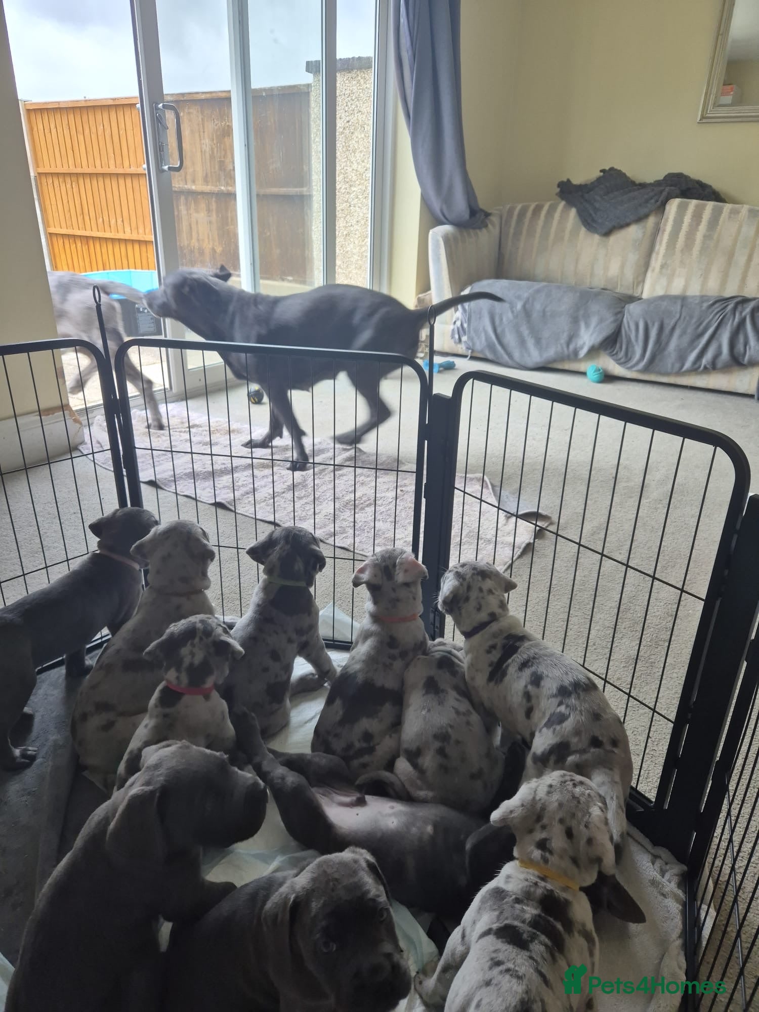 Cane Corso dogs CANE CORSO PUPPIES BLUE & MERLE - Advert 1