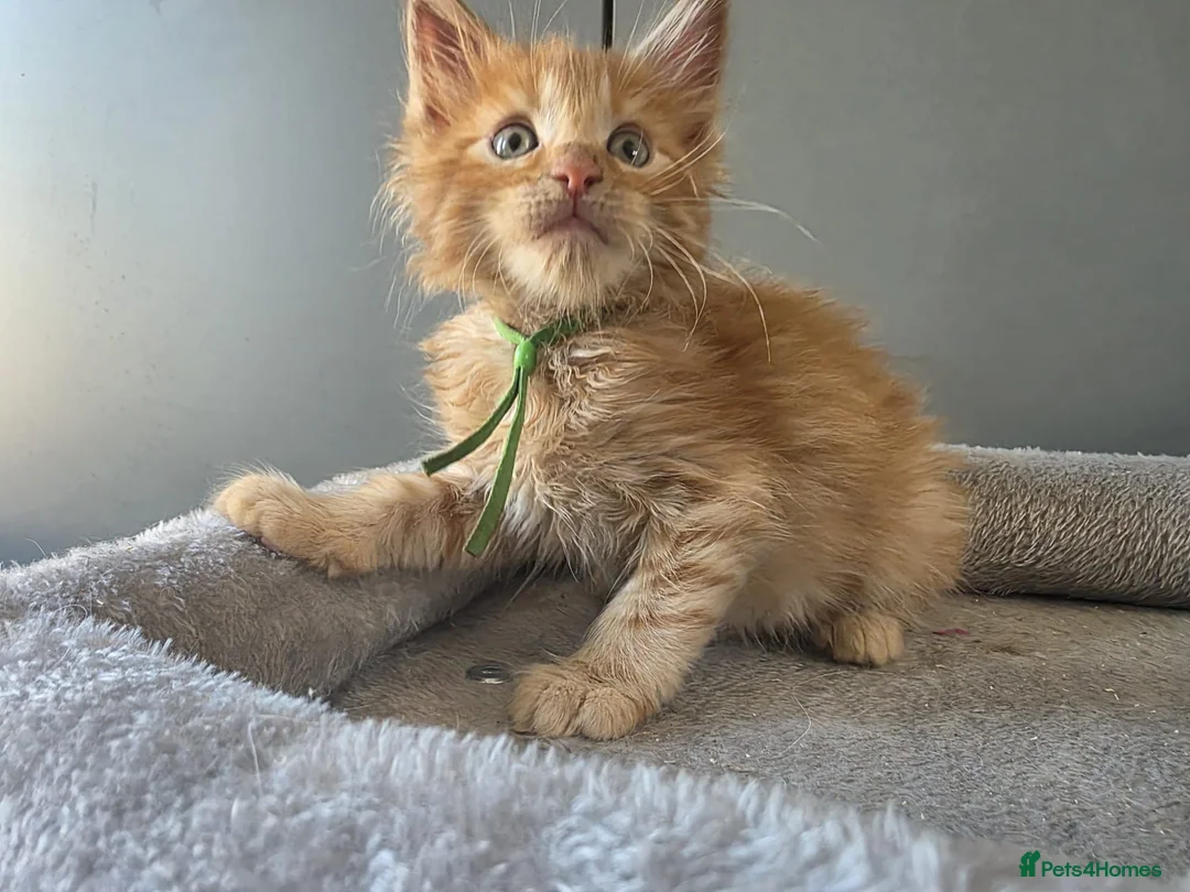 Maine Coon cats for sale: Maine Coon Red Tabby Gingers - Advert 1