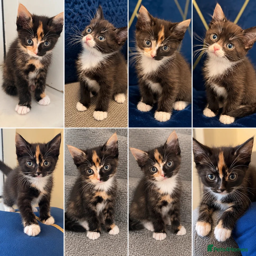 Mixed Breed cats for sale: Beautiful kittens - Advert 2