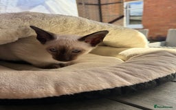 Siamese cats for sale: Siamese kittens - girls  - Image 37