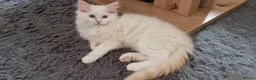 Ragdoll cats for sale: A very rare litter of kittens.  - Advert 4