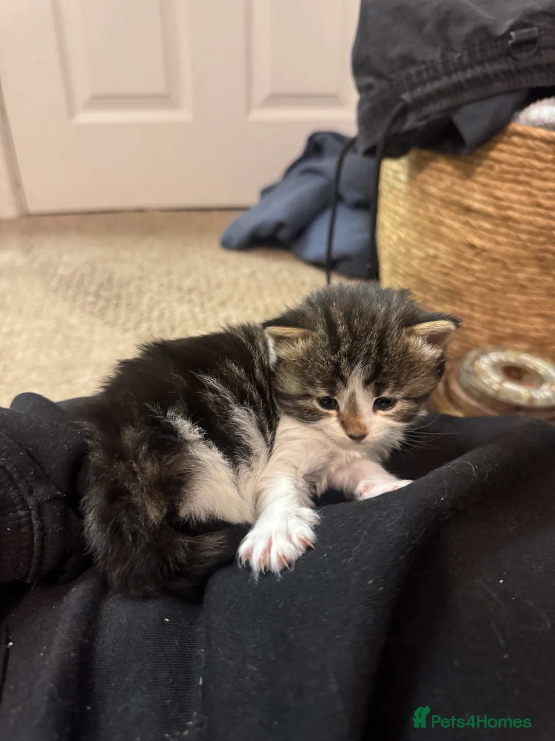 Maine Coon cats for sale: Maine Coon X Kittens - Advert 8