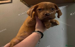 Dogue De Bordeaux dogs for sale: Dogue de Bordeaux puppy’s ready now  - Image 7