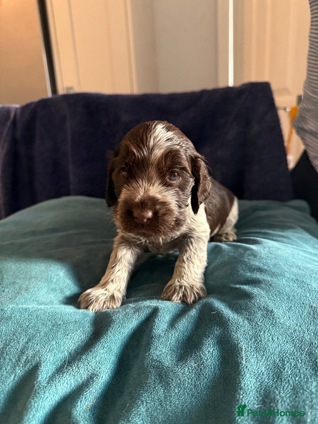 Cocker Spaniel dogs for sale: KC Registered Show Cockers - Image 9